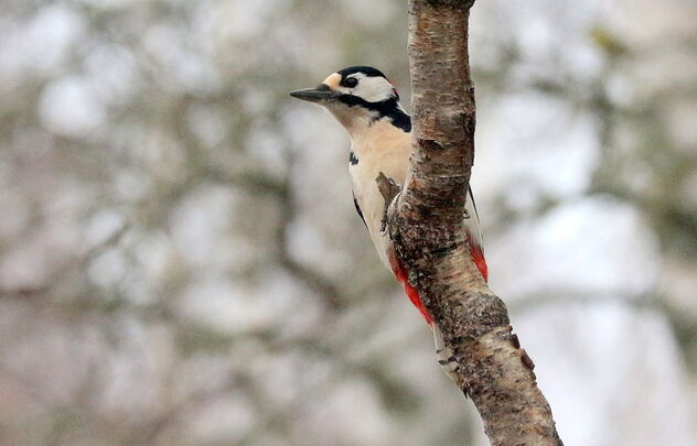 Woodpecker and thin - Free image #494589