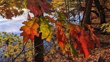Autumn Lit 1A - Free image #494739