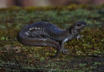 Smallmouth Salamander (Ambystoma texanum) - бесплатный image #494799
