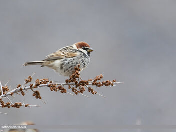 Spanish Sparrow (Passer hispaniolensis) - Free image #494849