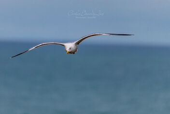 Just a Seagull - бесплатный image #494989