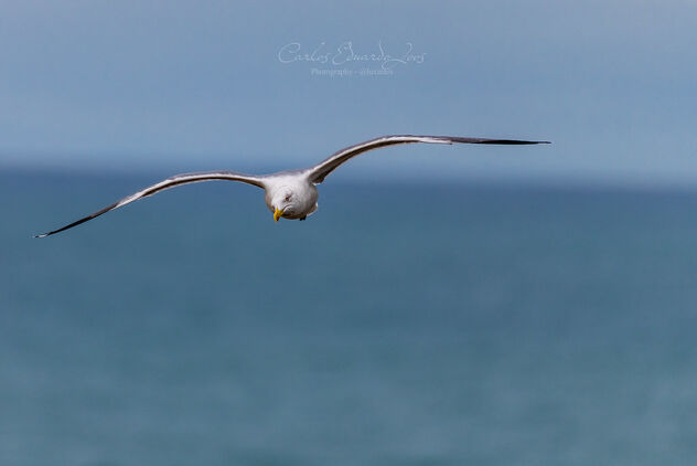 Just a Seagull - image gratuit #494989 