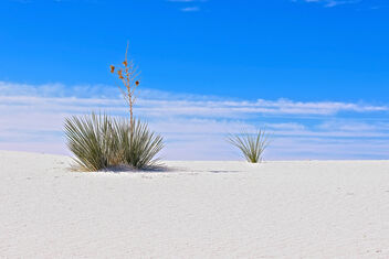 White Sands - Free image #495069