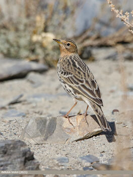 Red-throated Pipit (Anthus cervinus) - Free image #495079