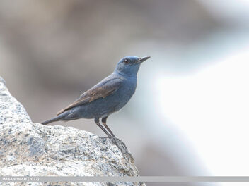 Blue Rock Thrush (Monticola solitarius) - image gratuit #495309 