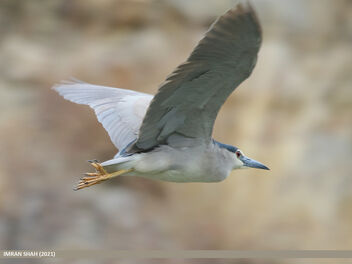 Black-crowned Night Heron (Nycticorax nycticorax) - Kostenloses image #495339