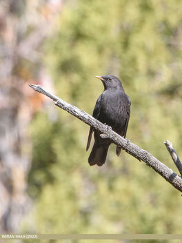 Tibetan Blackbird (Turdus maximus) - бесплатный image #495639
