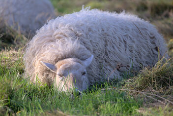 Sheep are melting into the pasture - image gratuit #495859 