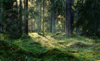 The Forest (revisited) - бесплатный image #495869