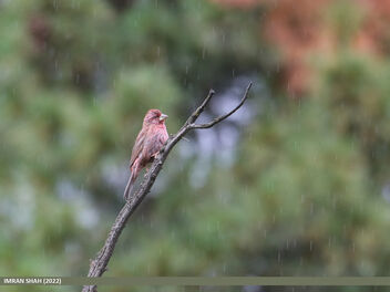 Red-Mantled Rosefinch (Carpodacus rhodochlamys) - image gratuit #495899 