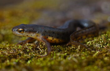 Central Newt (Notophthalmus viridescens louisianensis) - бесплатный image #495919