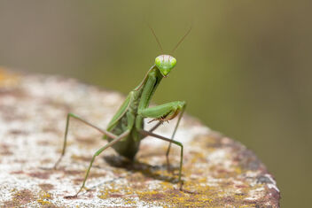 European mantis - бесплатный image #496019