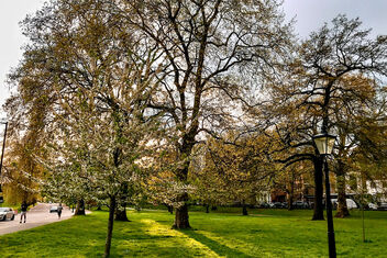 Urban Forest of London! - Free image #496049