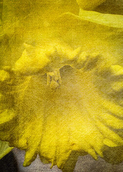 Daffodil - image #496119 gratis