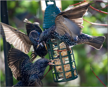 Starlings on a feeder - Free image #496169