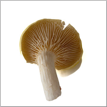 Exotic Mushrooms, Day four. - Free image #496549