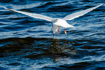 The smallest Gull in the word - бесплатный image #496629