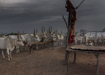 Mundari Cattle Camp - бесплатный image #496749