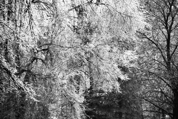 Ice Storm Abstract - Kostenloses image #496829