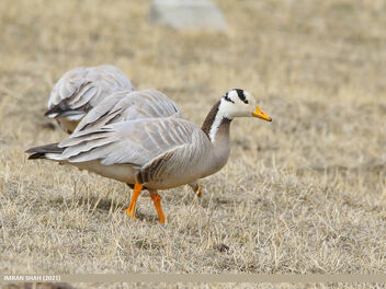 Bar-headed Goose (Anser indicus) - image #497079 gratis