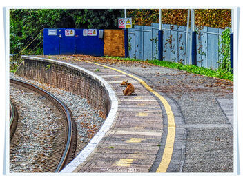 Fox, Railway Station Platform, Raynes Park, London, England UK - image gratuit #497229 