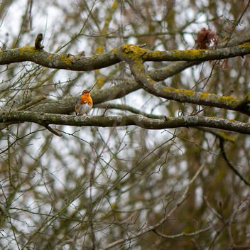 Robin in the woods - image #497319 gratis