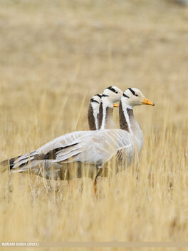 Bar-headed Goose (Anser indicus) - image #497529 gratis