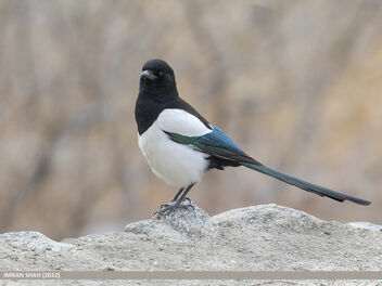 Eurasian Magpie (Pica pica) - Free image #497639