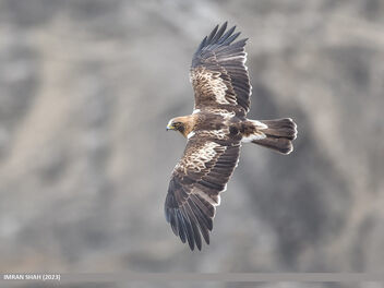 Booted Eagle (Hieraaetus pennatus) - image #497719 gratis