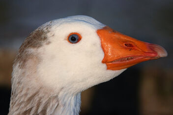 Greylag goose on guard! - image #497809 gratis