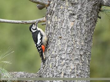 Himalayan Woodpecker (Dendrocopos himalayensis) - бесплатный image #498349