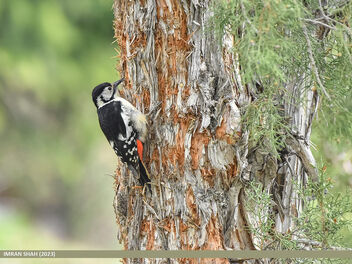 Himalayan Woodpecker (Dendrocopos himalayensis) - бесплатный image #498559