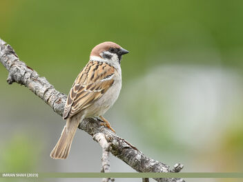 Eurasian Tree Sparrow (Passer montanus) - бесплатный image #498669