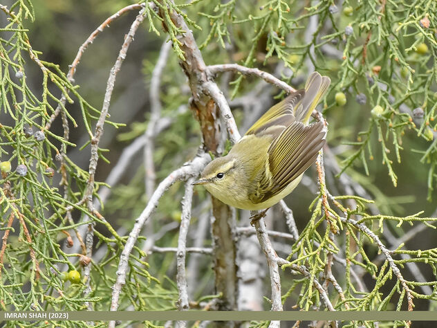Hume's Warbler (Phylloscopus humei) - Free image #498829