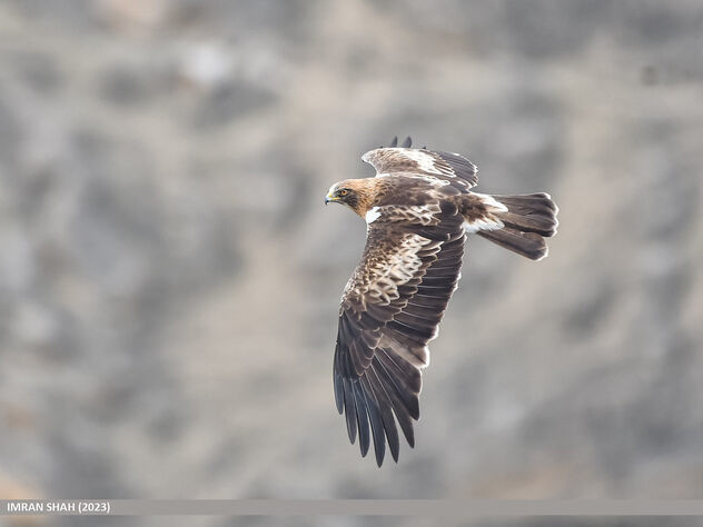 Booted Eagle (Hieraaetus pennatus) - image gratuit #498889 