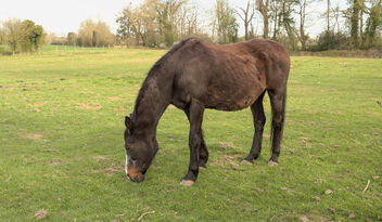 The horse refused to stop eating - Free image #499079