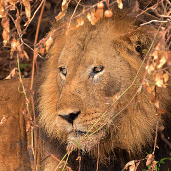 Ugandan Lion - Kostenloses image #499149