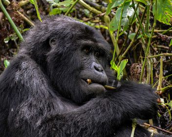 Silverback Mountain Gorilla, Bwindi - image #499179 gratis