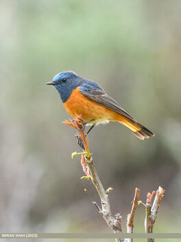 Blue-fronted Redstart (Phoenicurus frontalis) - Free image #499239