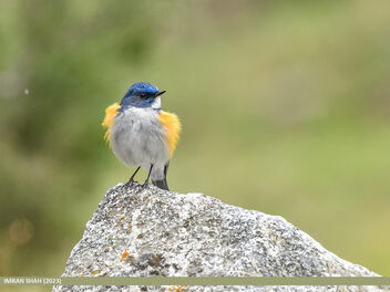Himalayan Bluetail (Tarsiger rufilatus) - image gratuit #499349 
