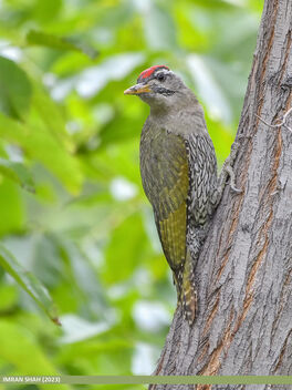 Scaly-bellied Woodpecker (Picus squamatus) - бесплатный image #499489