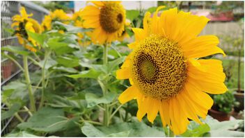 Sunflowers from community garden - Free image #499589