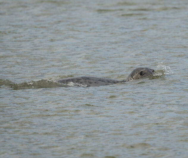 Atlantic Grey Seal (Halichoerus grypus) - image #499609 gratis