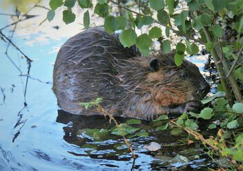Young beaver in wilderness - image #499799 gratis