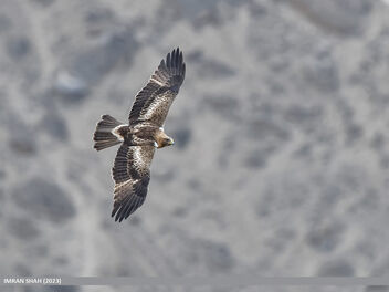 Booted Eagle (Hieraaetus pennatus) - image gratuit #499949 