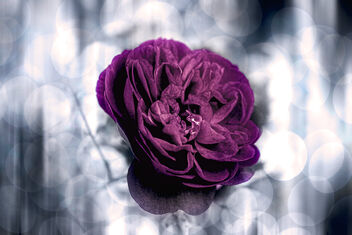 Purple Velvet - Free image #500089