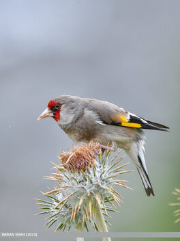 European Goldfinch (Carduelis carduelis) - image gratuit #500159 