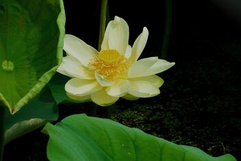 Lotus Land - Kostenloses image #500259