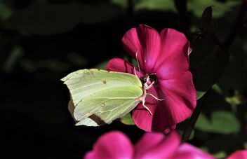 Lemon butterfly - image #500319 gratis