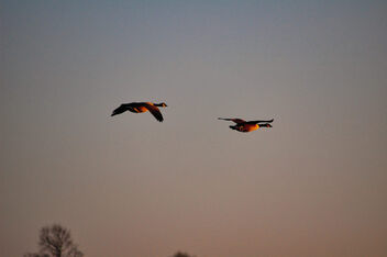 Flying into the sunset - Free image #500389